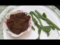 pirandai thokku recipe in tamil பிரண்டை தொக்கு adament creeper recipe veld grape thokku recipe