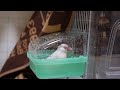 文鳥の水浴び　〜夢のマイ風呂〜【バードバスデビュー】