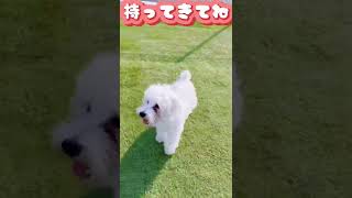 ボール遊び！【ミニチュアシュナウザー】