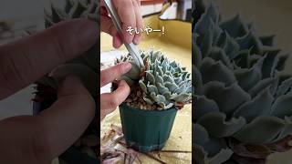 #094 【まだ暑い】お部屋で涼しく多肉ごと楽しみましょう #shorts  #エケベリア #観葉植物 #succulent