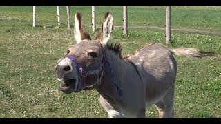 Donkey sound jackass noise