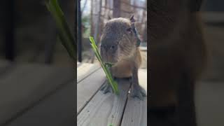 自分がかわいいことを知っている #capybara