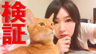 【検証】りえっくすvsちゅ〜るかわけ 果たして猫は飼い主を選ぶことが出来るか？ぱなえの手料理でサプライズ！！【NKH】