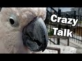 Max Talking Crazy on the Patio -  (annotated)