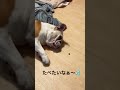 どうにか、、、寝ながら食べたいブルドッグ🐶w