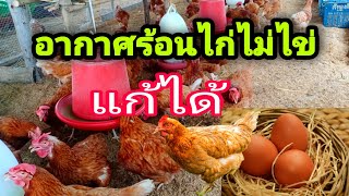 ไก่ไข่ ปัญหาไก่ไม่ไข่ ไก่ไม่กินอาหาร แก้ไข่ได้ง่ายๆ