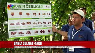 FINDIK'TA DAMLA SULAMA FARKI