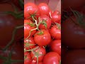 Plump tomatoes in Lidl  #food #grocerystore #shopping #foodshopping