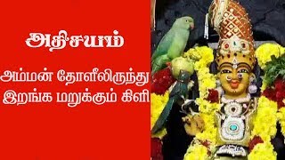 அதிசயம் அம்மன் தோளிலிருந்து இறங்க மறுக்கும் கிளி.