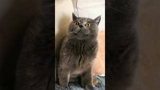 funny cats 😂 episode 236 #shorts