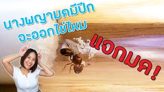 Anter EP 15 - นางพญามดมีปีก 40 ตัว จะออกไข่กี่ตัว? + กิจกรรมแจกมด