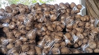 มันแกวถุงละ100🥔หญ้า10มัด100🌱ต้นสับปะรดพัทยากองละ1000รอบวันที่4ว่างที่15กอง🍍🌱🐘🙏