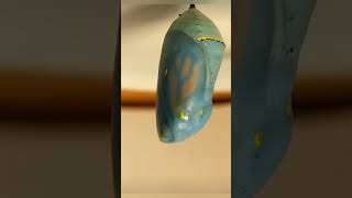 Remy (monarch caterpillar) variable speed time-lapse...#shorts #youtubeshorts #viral #lifecycle