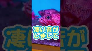 ぬるぷる新感覚！エイタッチするなら登別！？ #登別マリンパークニクス  #新人VTuber #水族館