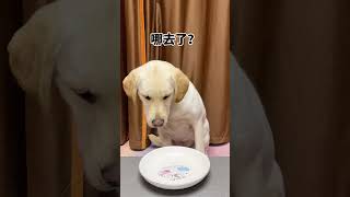 【锅圈🐶Guo Quan】狗：真不知道到底谁才是狗！ #shorts