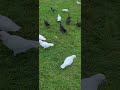 why are australian birds so beautiful birds cockatoo duck pigeon