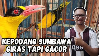 BURUNG KEPODANG SUMBAWA GACOR RAWATAN DARI OMBYOKAN