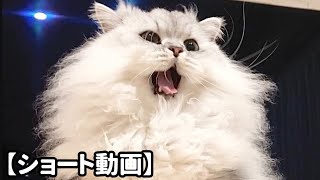 眠そうに去っていく猫 【サイベリアン】 #Shorts