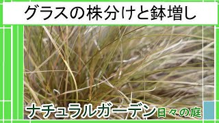 【グラスの株分けと鉢増し】レモングラスの株分けと移植｜グラスの育て方｜オーナメンタルグラスを庭植えと鉢植えで楽しむ｜ナチュラルガーデン【ガーデニングvlog】