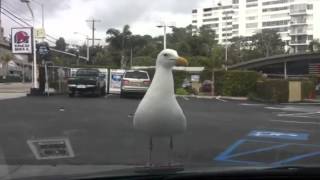 Epic seagull takeoff