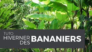 Tuto : Hiverner les bananiers