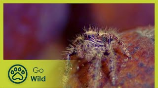 Spiders - The Whole Story 2/13 - Go Wild