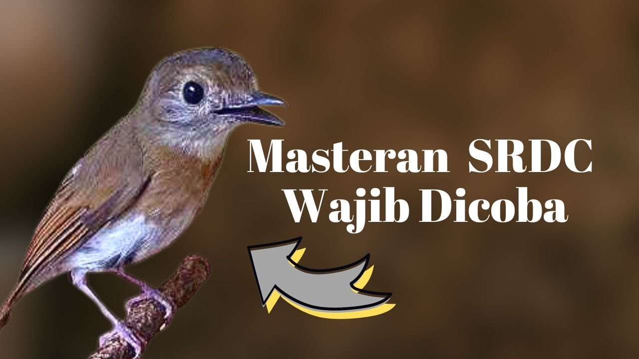 Masteran Srdc Bali Ngeplong Srdc Bahan Auto Respon Youtube