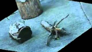 Structure from motion tree stump YouTube2