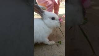 Ah tamatar bade majedaar #cat#rabbit #cuteanimalmoments #viral#shorts #youtube #allvideo