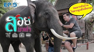 ช้างไทย - สอยมาเล่า l EP.5