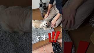 待ちくたびれた犬 【関西弁でしゃべる犬】dog tired of waiting#528#shorts