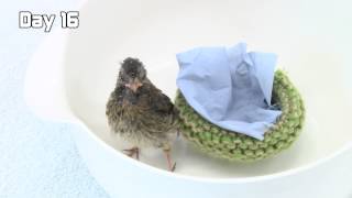 Day 16 - Robin the dunnock is eager to flex his wings