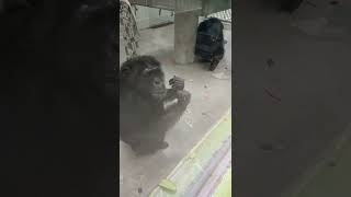 曇秋☁㉜チンパンジー・スグルくん・ギンくん・沖縄こどもの国・・・Chimpanzee・Okinawa Zoo \u0026 Museum(20221012)