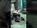 241205 仔仔：吃飯要乖乖坐好噢❤️ 貓熊 판다 cute パンダ giantpanda panda giantpanda funny 大熊猫 zoo animals bao