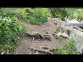 walking boulder creek from eben fine park june 2022 4k 60 fps