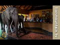 The Elephants that came to dinner 🐘🐘🐘 | Mfuwe Lodge, Zambia