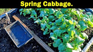 Spring Cabbage | Transplant from Nursery | Planting Undercover | Green Side Up