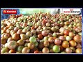 brinjal tomato crop ಕೋಲಾರ ಜಿಲ್ಲೆಯಲ್ಲಿಯೇ ಮೊದಲ ಪ್ರಯೋಗ ಬದನೆಕಾಯಿ ಕಾಂಡದಲ್ಲಿ ಟೊಮೆಟೊ ಬೆಳೆ vijay karnataka