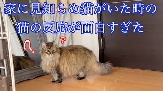 家に見知らぬノルウェージャンがいた時の猫の反応がこちらです（笑）ノルウェージャンフォレストキャット