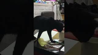 Kuro 舔完身體之後口渴了，看到杯子就想喝水，被媽媽發現馬上制止￼￼ #cat #cats #cute #cute cat #shorts