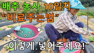 배추 비료주는방법 추비줄때 주의사항! 텃밭농사 귀농귀촌 - radish cabbage