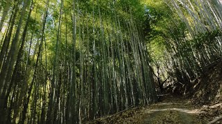 【松山市】松山市中心部から僅か6kmの秘境･榎ヶ峠へと続く道。 脱輪地獄の道は、美しく光り輝く竹林のなかを貫く道だった(松山市道 湯山21･23･40号線)[等速](2024.2.12)