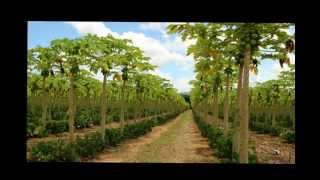 Papaya Golden from Brasil - FARM - UGBP Video