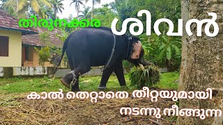 Thirunakkara Sivan | Elephant | Kottayam