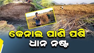 କେନାଲ ପାଣି ପଶି ଧାନ ନଷ୍ଟ || SARBASADHARANA NEWS ||