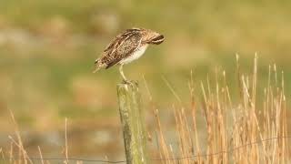 ENKELTBEKKASIN ( GALLINAGO GALLINAGO)