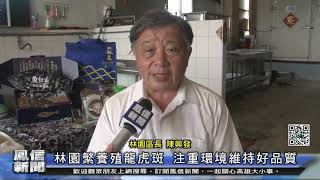 鳳信新聞1091030林園繁養殖龍虎斑 注重環境維持好品質