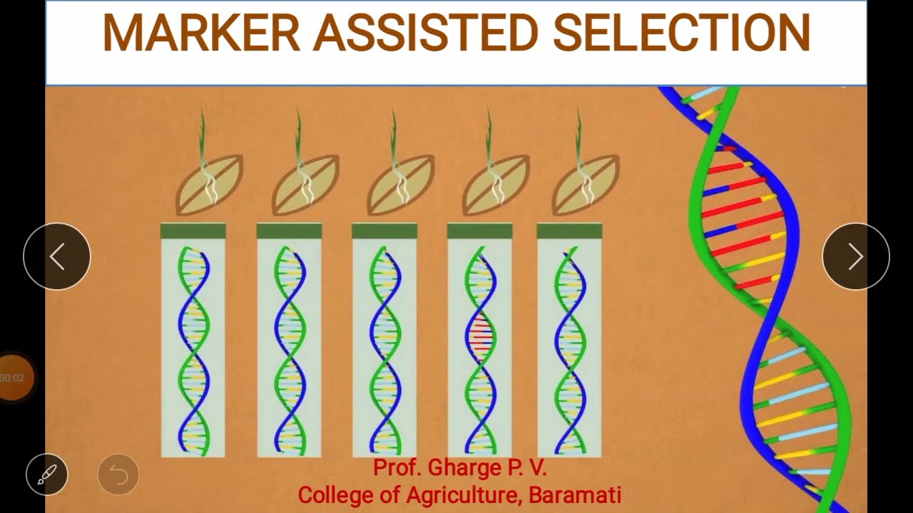 Lecture 13: Marker Assisted Selection (Part 1) - YouTube