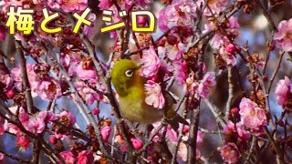 梅とメジロ(目白) かわいい Japanese white-eye. plum blossom 野鳥観察 ウメジロー