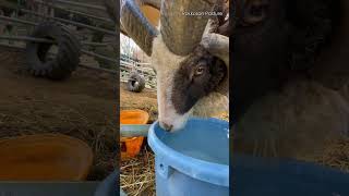 水を飲むひつじのトムさん【六甲山牧場】Cute Sheep #shorts